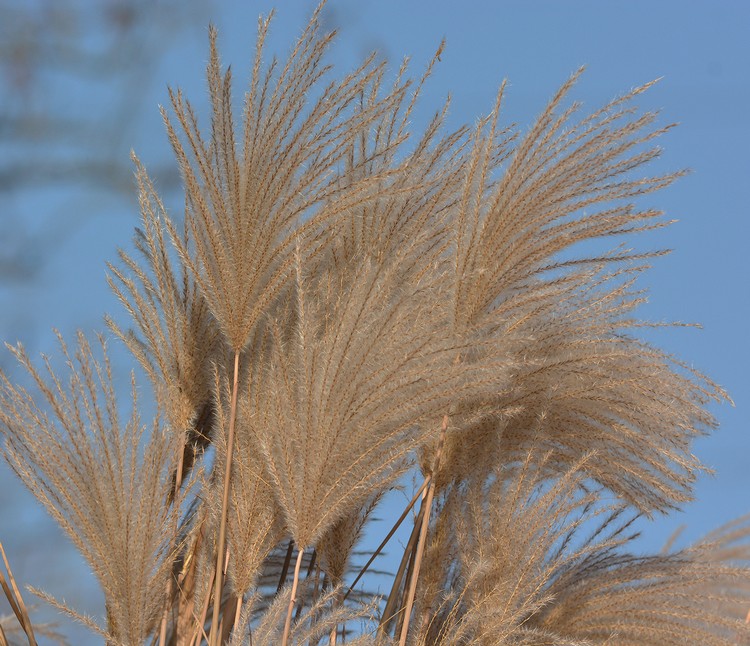 Pianta da identificare